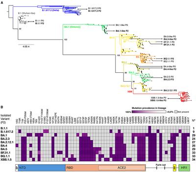SARS-CoV-2 infectivity and antigenic evasion: spotlight on isolated Omicron sub-lineages